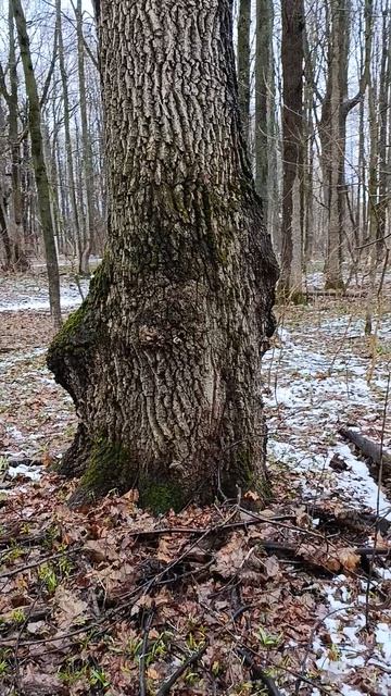 Необычное 🌳 в роще!!!