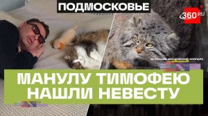 Холостяку манулу Тимофею из Московского зоопарка нашли невесту в Подмосковье. Беспалов