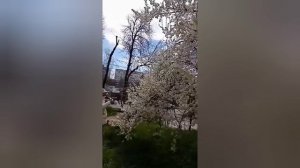 Алыча красиво цветёт в Ессентуках 9 апреля 2026 год