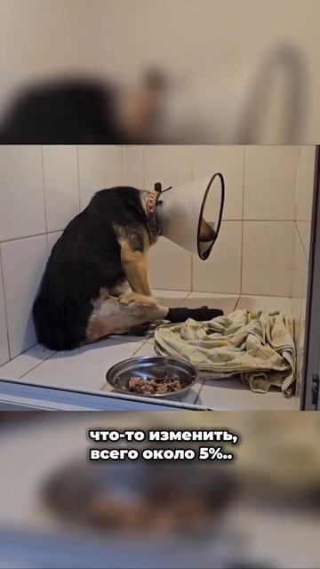 Сломанная человеческой жестокостью | Тяпа