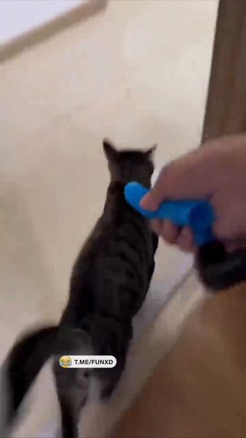 Кот извращенец - горе в семье😺