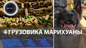 Овчарка нашла 48 тонн марихуаны | Рекорд Бразилии | Рейд полиции в фавелах Рио-де-Жанейро