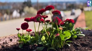 В Керчи стартовала высадка цветов