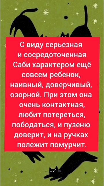 💗 Сабрина ищет дом! 🏡 🐈 #Москва