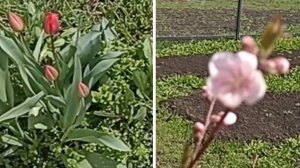 Донская весна//Первые тюльпаны//Первый цветок персика//Творожные лепёшки вместо сырников.