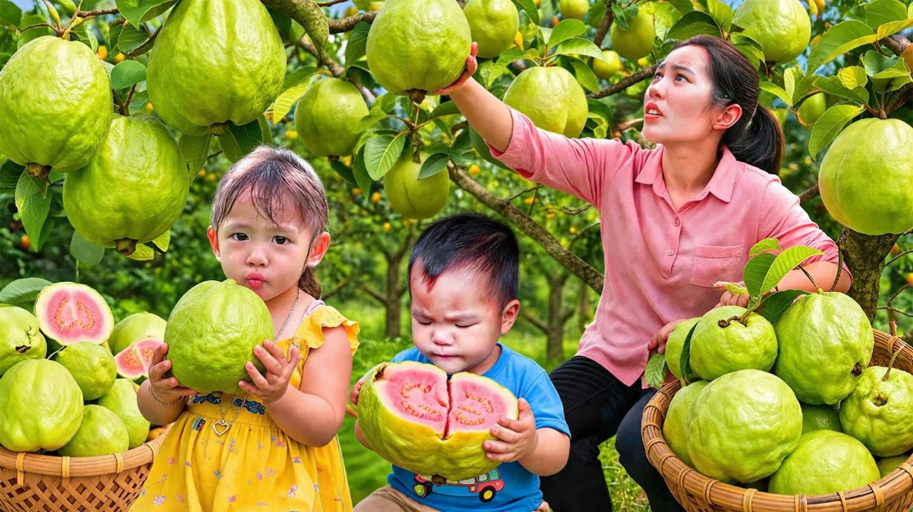 Собираю гигантские гуавы для продажи на рынке — готовлю питательную кашу для своих детей.