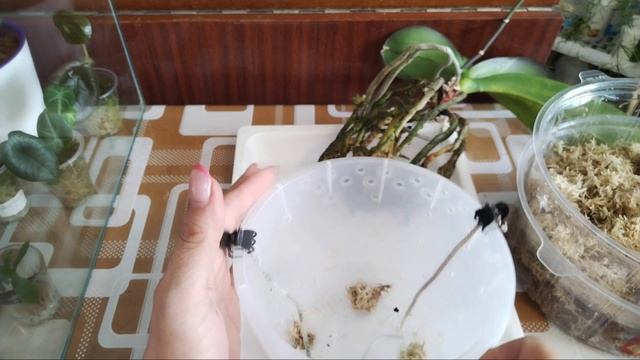 Пересадка орхидей с нарощенными стенками. Часть первая.