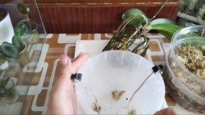 Пересадка орхидей с нарощенными стенками. Часть первая.