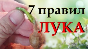 7 правил которые я всегда соблюдаю при посаде лука весной для богатого урожая