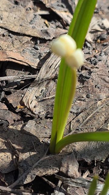Первоцветы