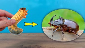 Как вырастить Жука Носорога из Личинки в домашних условиях?