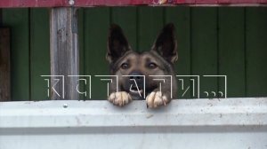 Собака бывшего главы района сорвалась с цепи и покусала жительницу района