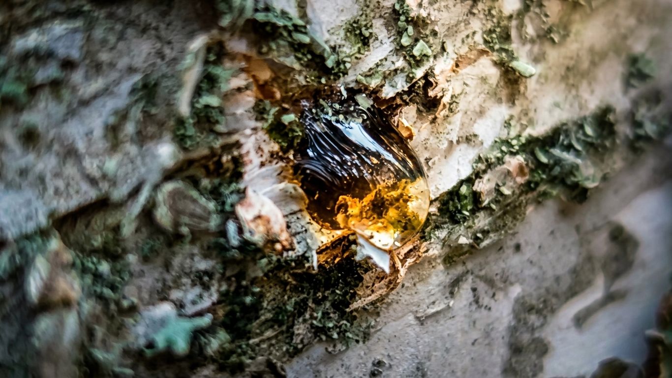 СКОЛЬКО СОКА ДАСТ ОДНА БЕРЁЗА? ПРОВЕРКА 🌿