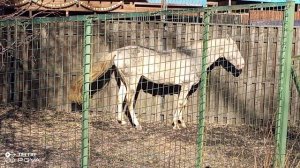 ЛОШАДКА ПРОВАЛЯЛАСЬ И ЗЕВАЕТ ЧАСТЬ 2