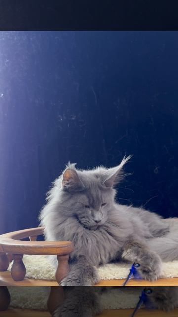 Osbourne 7,5 месяцев