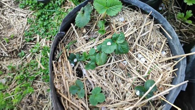 Готовлю к старту летнего сезона мой мобильный огород. Съёмка 5 апреля 2026 года.

#мобильныйогород