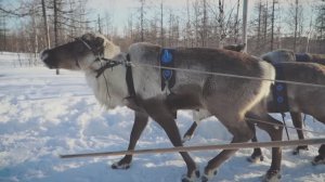 ВсОШ 2026 по физике. Новый Уренгой. ДЕНЬ 6