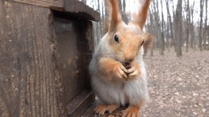 Немного о Копии Копии