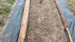 Дневник за 10 апреля: снег и рассада