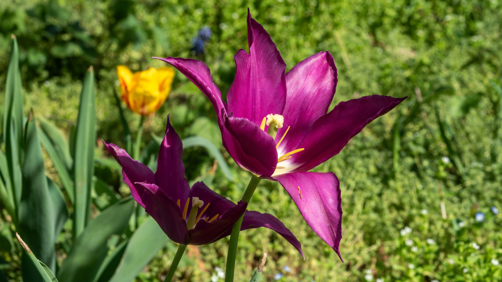 Выставка тюльпанов