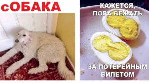 Лютые мемы. Это сОБАКА