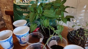 3.04.25/стихи от Володи❤️/пикировка перца🌱/прогулка по селу/примерка/мне не нравится моя фигура 🫣