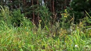 Любить несмотря ни на что.