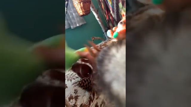 Посмотрите как Белка Чип играет ☝️ Ну как такого не любить???#funny #youtubeshorts #fun #squirrel смотреть онлайн