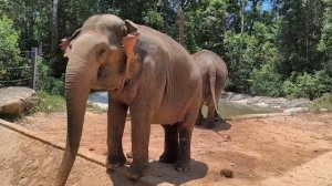 Бегимоты и 🐘🐘Слоны....... 08.04.26.