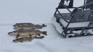 Щука зимой? Только на жерлицы!»