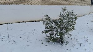 Зимушка пришла# 10.04.2026