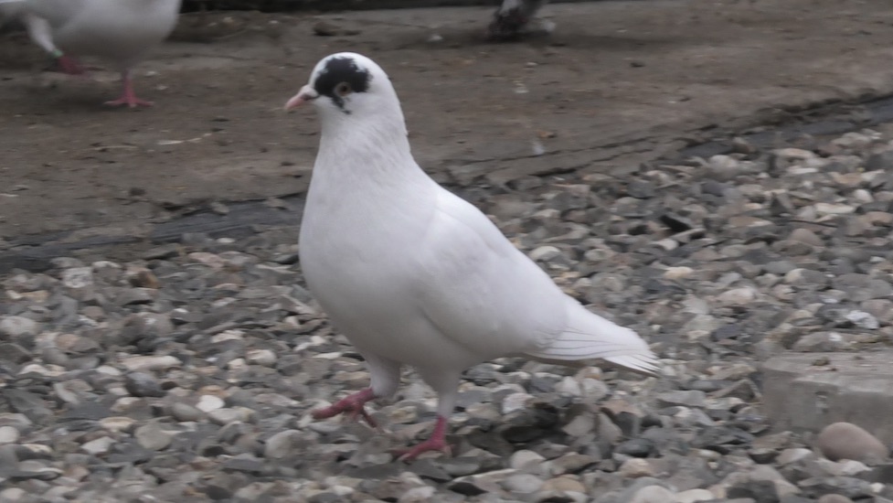 Полигонные голуби в Астрахани!