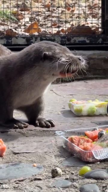 Показательное кормление выдр Макса и Луши.