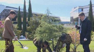 В аэропорту Сочи высадили гималайский кедр в честь 65-летия полета Гагарина