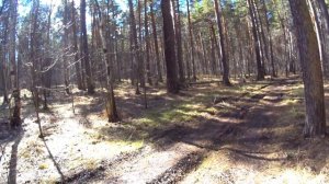 10-04-2026 прогулка по лесу