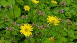 Расслабляющая прогулка без Музыки