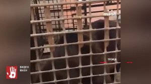 Медведь Степан из Троицка, оставшийся без хозяина, не может попасть в зоопарк из-за бюрократии