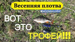 #мормышинг | Весенняя плотва | Попался ТРОФЕЙ |