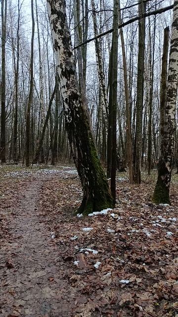 Берёзовая рощица!!!