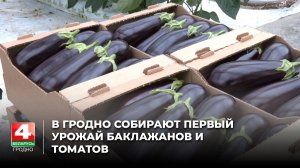 В Гродно собирают первый урожай баклажанов и томатов