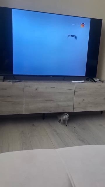 Домашний сурикат боится 😅 #юмор #смехпродлеваетжизнь