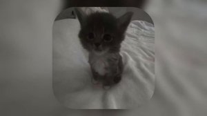 твой плейлист 💤 песни рандом (speed up )