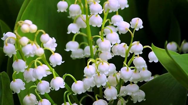 УТРО ИНГУШЕТИИ  130426