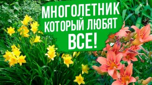 Лилейники: ХИТЫ, посадка и уход.