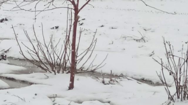 Снег 10 апрель 2026/ Видео память.