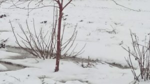 Снег 10 апрель 2026/ Видео память.