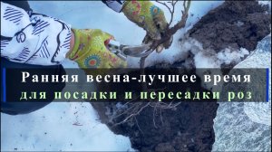 Ранняя весна-лучшее время для посадки и пересадки роз