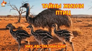 Тайны жизни птиц в природе – Эму
