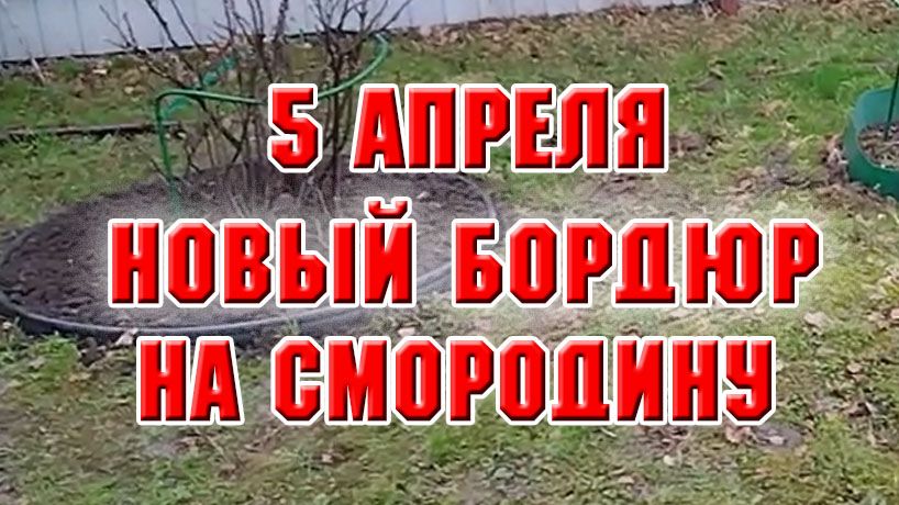 5 апреля. Устанавливаю новый бордюр под смородину