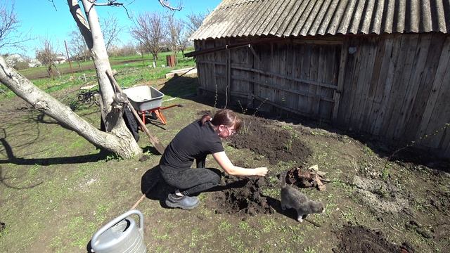 КУПИЛИ КУЛЬТИВАТОР БЕСЩЕТОЧНЫЙПЕРЕСАДИЛИ МАЛИНУ НА НОВОЕ МЕСТО